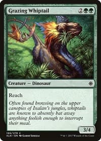 Grazing Whiptail