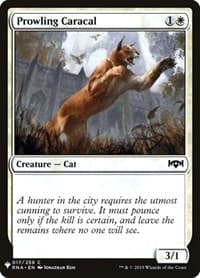 Prowling Caracal